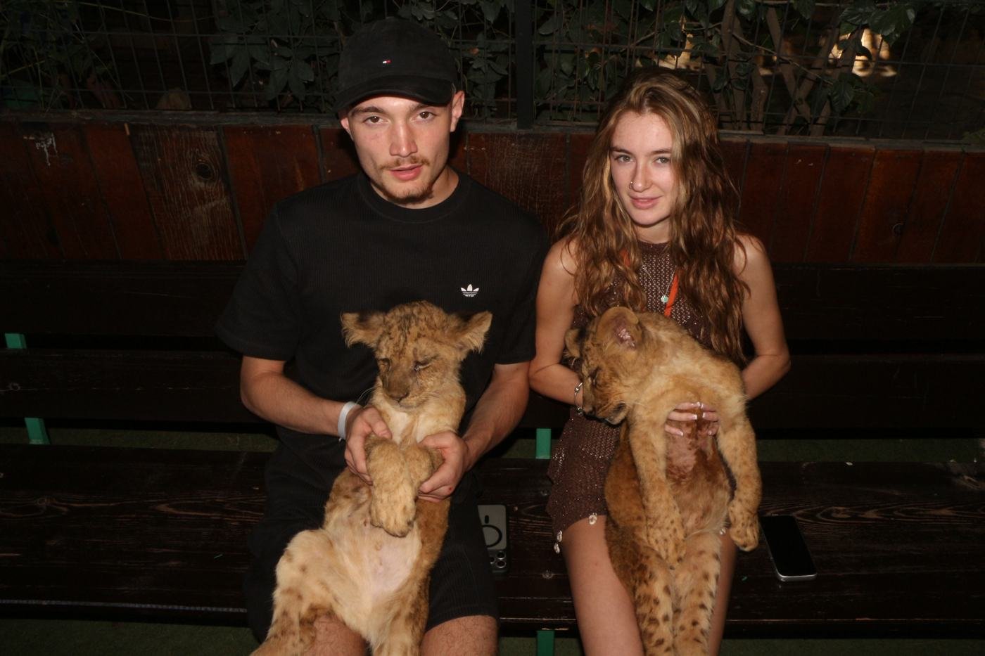 Baby lions — Lions Park Antalya