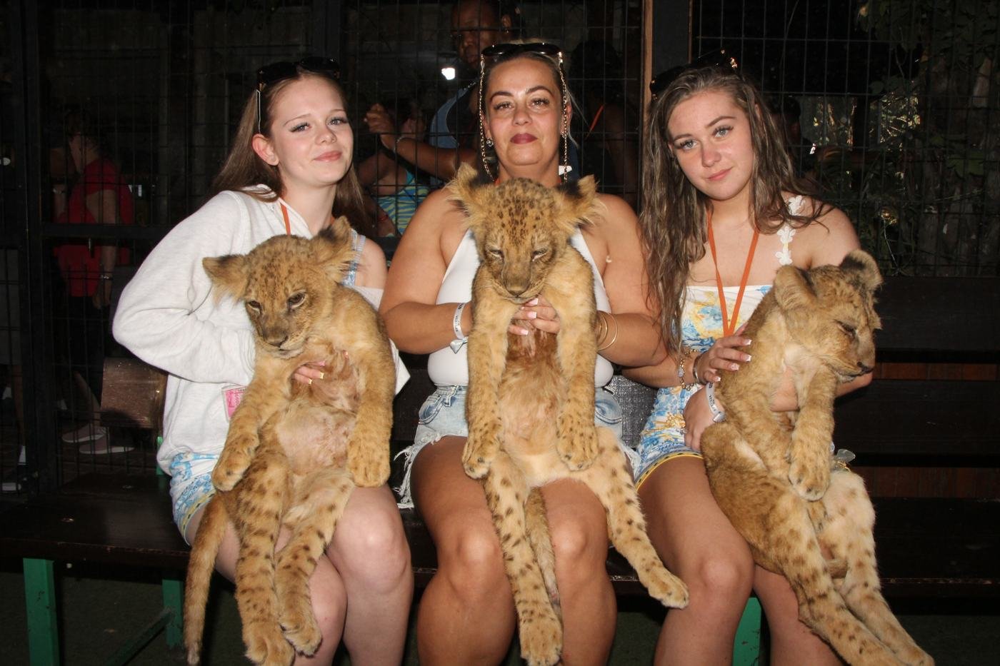 Baby lions — Lions Park Antalya